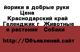 йорики в добрые руки › Цена ­ 13 000 - Краснодарский край, Геленджик г. Животные и растения » Собаки   